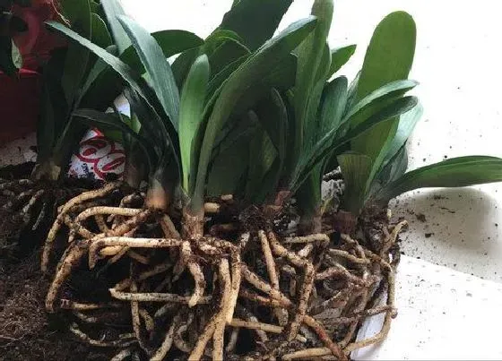 植物排行|室内植物有哪些