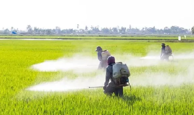 植物病害|水稻细菌性条斑病用什么药治疗（条斑病打什么农药防治）