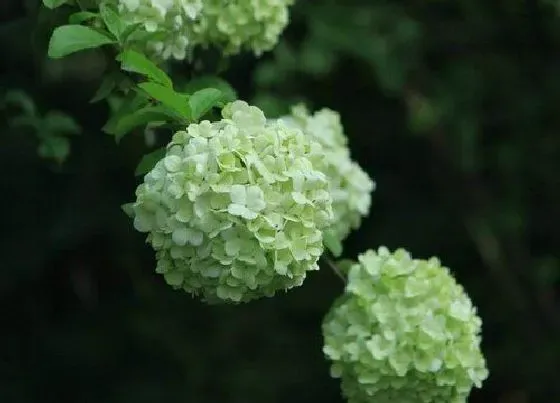 种植管理|绣球生长速度快慢 一年能长多少