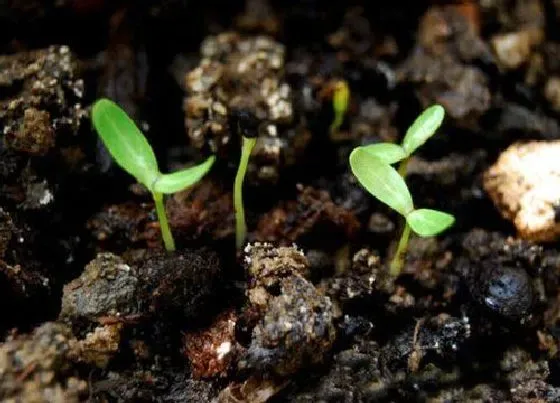 植物育苗|辣椒种子催芽方法 辣椒育苗技术与步骤