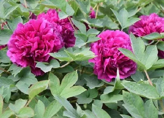 植物百科|牡丹花生长在什么地方