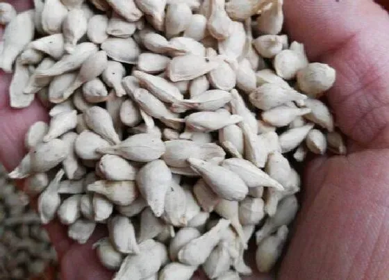 植物播种|橙子种子怎么种植方法