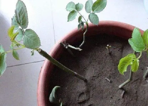 植物生根|山地玫瑰扦插多久生根