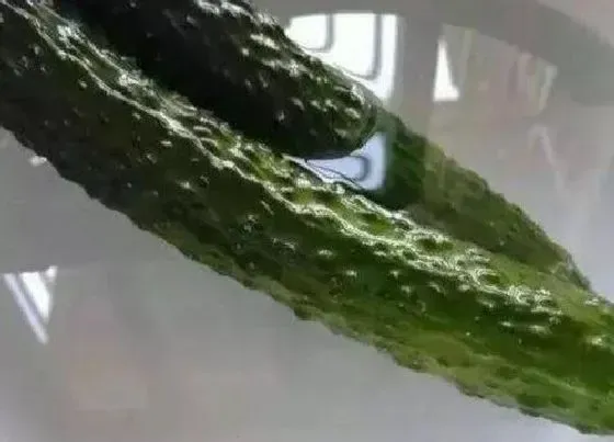 食用技巧|黄瓜怎么洗才干净