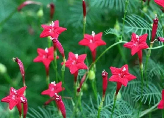 植物播种|五角星花什么时候播种合适