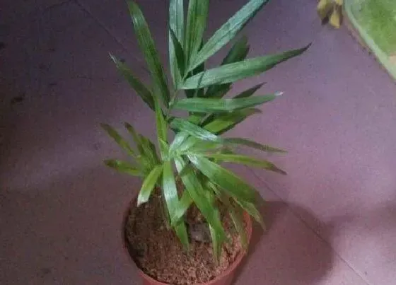 植物百科|富贵椰子开花吗 开花什么样子