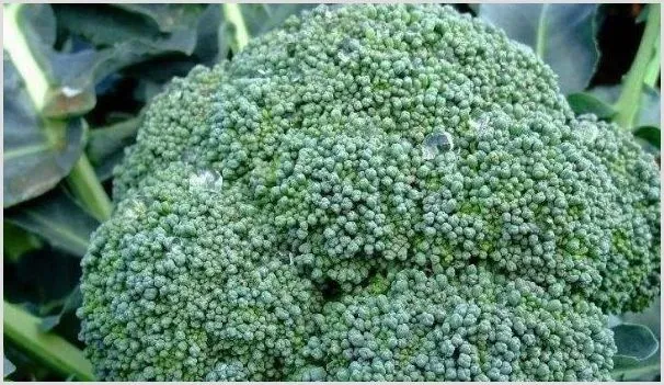 西兰花多久浇一次水 | 耕种资料