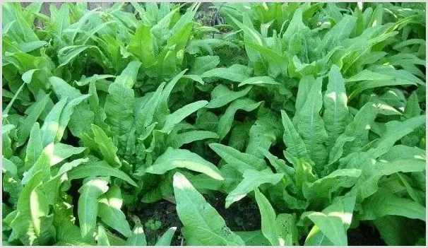 高产秋莴笋需要掌握的种植技术有哪些？ | 种植技术