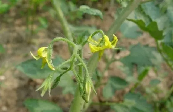 颜色花|西红柿的花是什么颜色 长什么形状样子