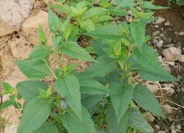 植物移栽|洋姜苗可以移栽吗