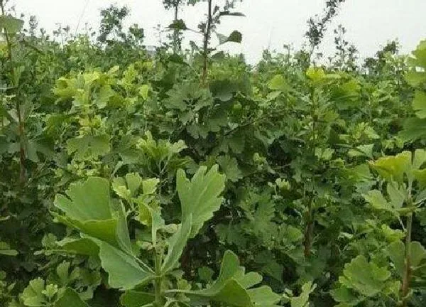 植物移栽|银杏移栽时间和方法 移栽的最佳时间与注意事项