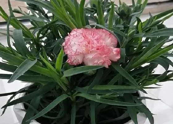 开花时间|康乃馨什么时候开花 一年开几次花
