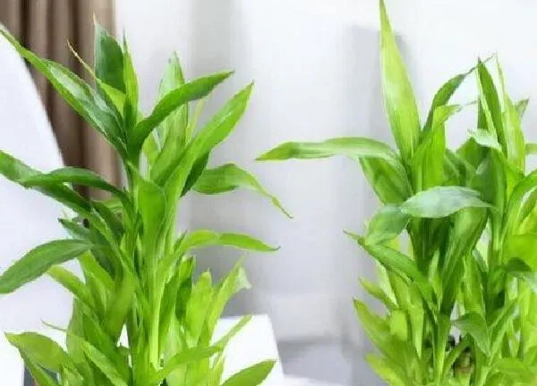 养殖方法|发财竹怎么养护更茂盛