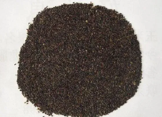植物播种|桔梗种子什么时候播种最好