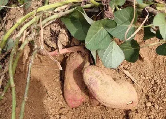 种植百科|山芋什么时候挖最好