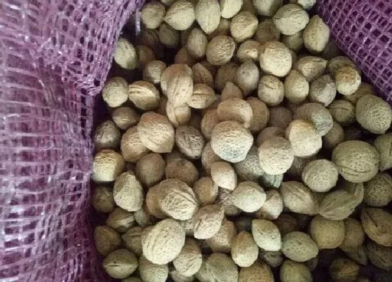 植物播种|青梅种子怎么种植