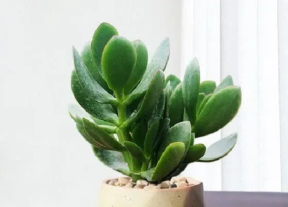 种植长叶|玉树不长叶子怎么办