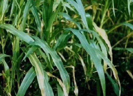 植物病害|玉米黄叶病的原因及治疗处理方法