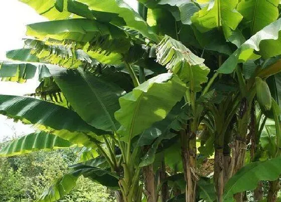 果实科普|芭蕉是碳水化合物吗