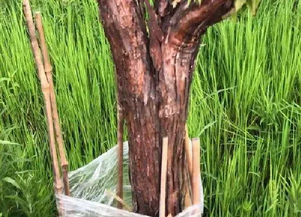 植物扦插|木香花几月份扦插最好