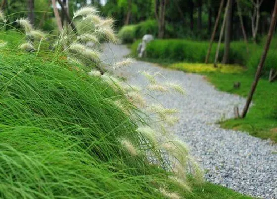 植物百科|狗尾草开花吗 开花什么样子