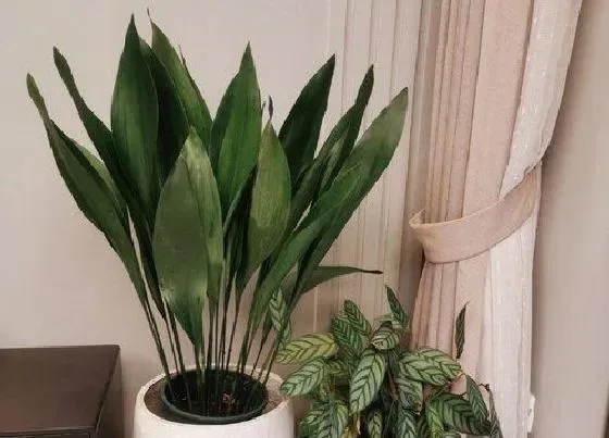 植物百科|喜阴花卉有哪些