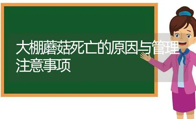 大棚蘑菇死亡的原因与管理注意事项 | 食用菌种植