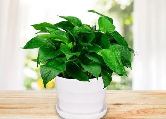 冬天植物|绿萝耐多少度低温