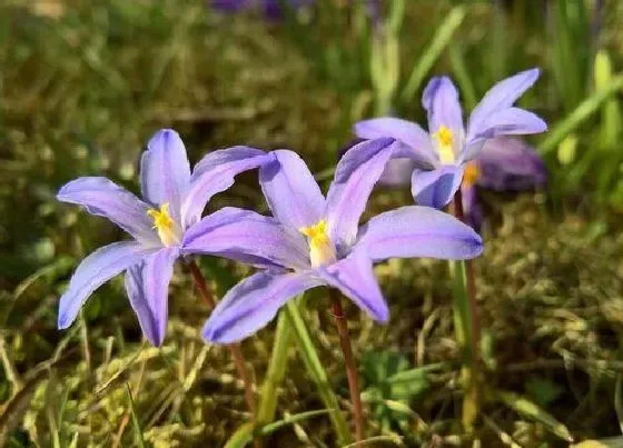 生长环境|百合花开花温度多少度