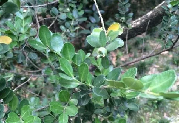 植物浇水|胡椒木浇水的正确方法 浇水原则及注意事项