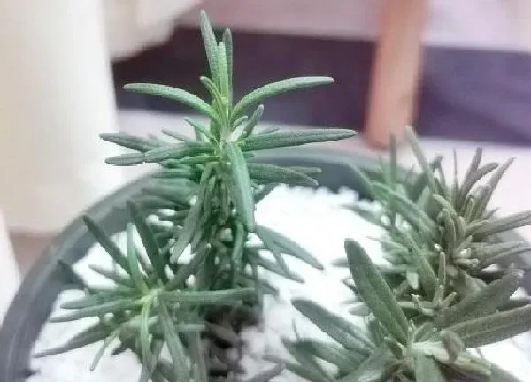 养殖科普|抑郁症适合养什么花卉植物