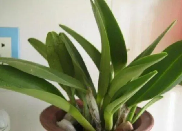 植物移栽|上盆时间与养护方法