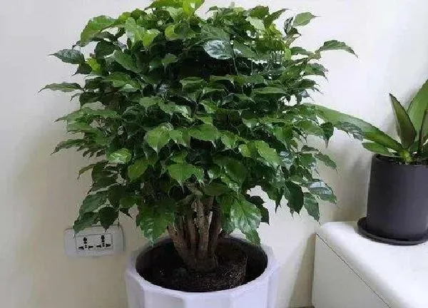 盆景|幸福树用多大的盆合适
