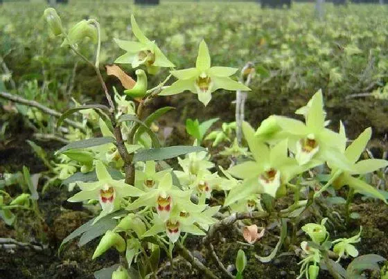 植物百科|铁皮石斛生长在什么地方