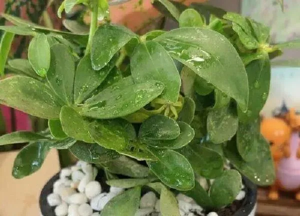植物浇水|植物浇水的正确方法