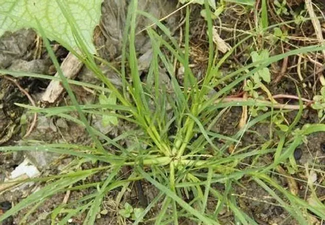 种植管理|防治牛筋草的特效药，秧田牛筋草用什么除草剂能杀死）