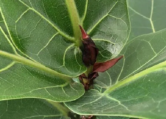 植物百科|琴叶榕会开花吗 开花是什么样子