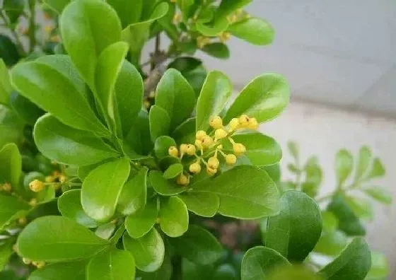 冬天植物|米兰怎么过冬天