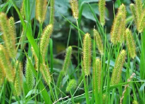 植物百科|狗尾草开花吗 开花什么样子