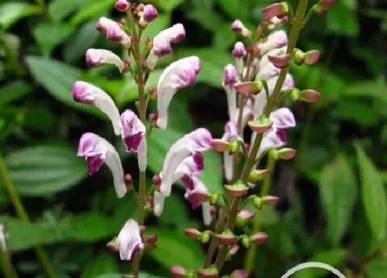 种植管理|黄芩的生长周期是多长时间