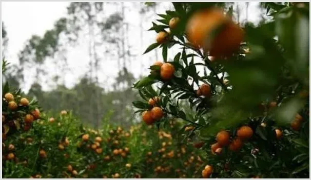 沙糖桔不同阶段怎么施肥 | 种植技术