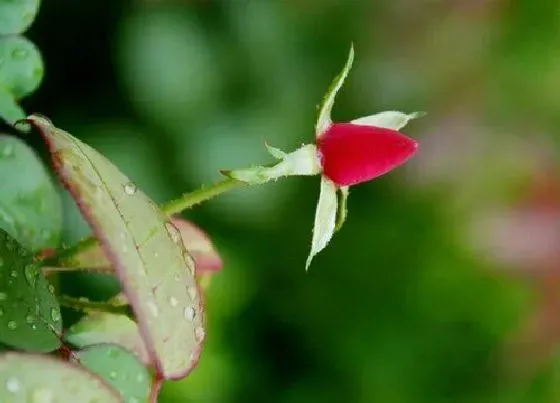 开花时间|月季什么时候长花苞