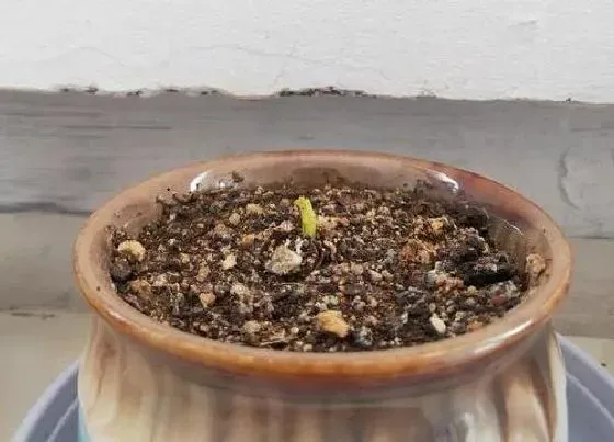 植物育苗|银杏种子怎么催芽