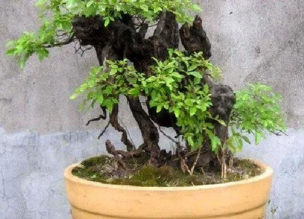 植物换土|盆景怎么换土换盆