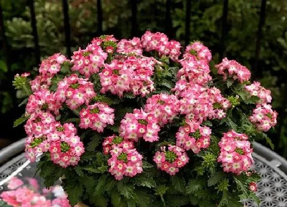 花期|美女樱一年开几次花