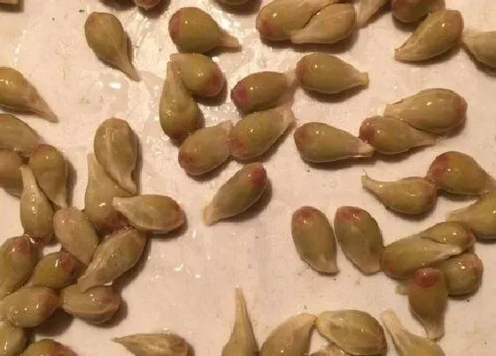植物播种|橙子种子怎么种植方法
