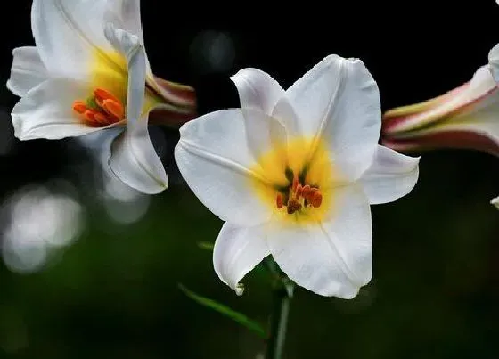 种植管理|百合怎么栽种和养护 百合种球种植时间和方法