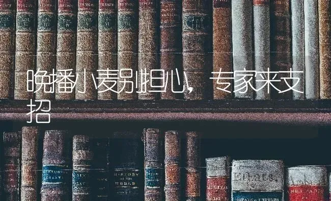 晚播小麦别担心，专家来支招 | 粮油作物种植