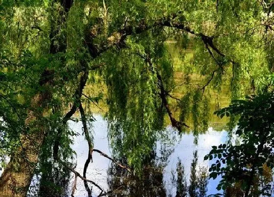 植物百科|柳树生长在什么地方