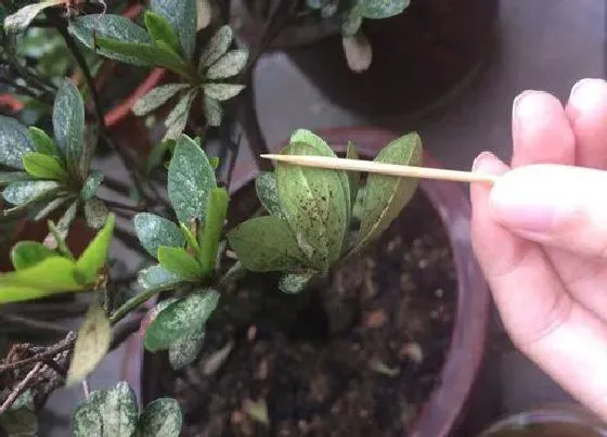 植物虫害|杜鹃花长虫子怎么办